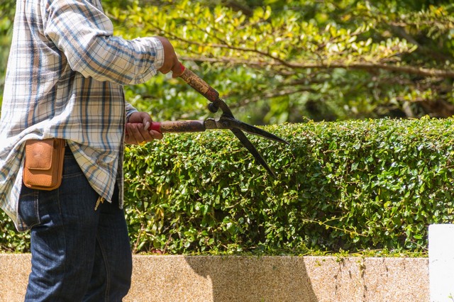 Garden Maintenance Paddington, W2